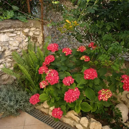 Apartment Branka *